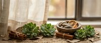 Green succulent plants with cinnamon sticks and walnuts arranged on rustic wooden surface near window with natural lighting for home decor and wellness.