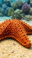 Orange starfish with spiky texture resting on sandy ocean floor with colorful coral reef background in tropical marine environment for underwater photography.
