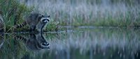 Raccoon drinking water from pond with reflection in natural wetland habitat during twilight hours creating peaceful wildlife scene.