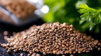 Fresh roasted coffee beans pile with green plant leaves in background, aromatic brown seeds for brewing espresso cappuccino latte drinks cafe restaurant.