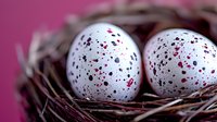 Speckled white eggs with red and black spots nestled in natural twigs nest against pink background. Artistic Easter or spring nature composition.