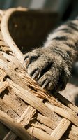 Close-up of tabby cat paw with extended claws gripping wicker basket handle, showing natural feline behavior and texture details for pet care content.