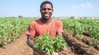 Young African American male farmer smiling while holding fresh organic seedlings in sustainable agriculture field. Local farming and cultivation concept.