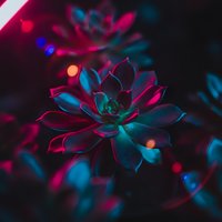 Vibrant neon succulent plants glowing with electric blue and magenta lighting effects creating futuristic botanical atmosphere for modern design projects.