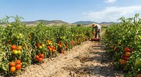 Farmer harvesting ripe red tomatoes in organic vegetable garden with mountain landscape background. Agricultural worker tending crops in sunny field.