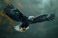 Majestic bald eagle soaring with fully spread wings against moody dark green forest background, displaying power and grace in flight during autumn season.