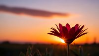 Red daisy flower silhouetted against golden sunset sky with warm orange and pink clouds creating dramatic backlit nature scene for peaceful meditation concepts.