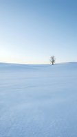 Solitary bare tree standing in vast snowy landscape under clear blue sky, conveying isolation and winter serenity. Suitable for backgrounds, seasonal campaigns, and minimalist design projects.