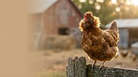 Brown hen standing on wooden fence post at farm with barn and bokeh lights in background, suitable for agricultural and rural lifestyle content.