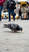 Pigeon pecking food on city street with blurred pedestrians and yellow taxi cabs in background. Urban wildlife scene capturing everyday city life and nature.