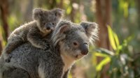 Adorable koala mother carrying baby joey on back in natural eucalyptus forest habitat. Australian marsupial wildlife family bonding moment in wilderness setting.