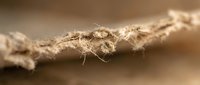 Tiny spider perched on weathered branch with delicate web strands, macro nature photography for wildlife and insect educational content.