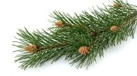 Fresh green spruce branch with small brown cones isolated on white background for holiday decorations and seasonal design projects.