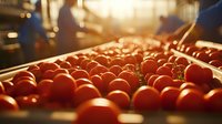 Fresh ripe red tomatoes on industrial sorting line in warm sunset lighting, quality control process at food production facility, agriculture background.