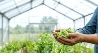 Young farmer holding fresh green beans in hands inside greenhouse with growing plants in background, suitable for agriculture, farming, organic produce, and sustainability content.