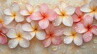 Fresh plumeria flowers with morning dew drops on petals in soft pink and white colors create romantic floral composition on textured background.