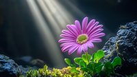 Pink gerbera daisy blooming among green leaves on dark rocky background with dramatic sunbeams streaming through, creating mystical garden atmosphere.