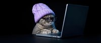 Adorable tabby kitten wearing purple knit beanie and glasses emerging from laptop screen on dark background for tech humor and pet content.