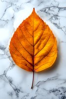 Vibrant orange autumn leaf with detailed veins and texture photographed on white marble background, creating striking seasonal contrast and minimalist composition.