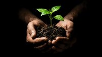 Hands gently protecting young green plant seedling with soil and roots, symbolizing growth, care, environmental protection and new life concept.