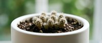 Potted cactus with spines in white ceramic container against blurred green background, suitable for home decor, gardening, and botanical design projects.