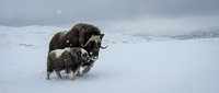 Musk ox family with calf walking through deep snow in arctic tundra landscape during winter storm. Cold weather wildlife survival in harsh polar environment.