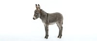 Young gray donkey foal standing isolated on white background for farm animal designs and educational materials.