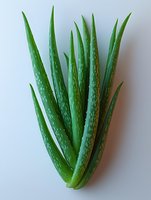 Fresh green aloe vera plant with thick succulent leaves showing natural spotted pattern on white background, suitable for wellness and skincare concepts.