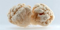 Lion's mane mushroom on white background, showing textured surface and natural growth pattern. Organic superfood with medicinal properties.