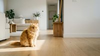 Fluffy ginger Persian cat sitting on sunlit hardwood floor in modern bright living room with minimalist Scandinavian interior design.