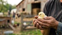 Farmer holding newborn yellow chick in hands at rural farm, agricultural livestock care and poultry breeding concept for farming industry.