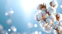 Fluffy cotton plant bolls against blurred blue background with bokeh lights, natural organic raw material closeup macro photography.