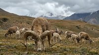 Flock of sheep grazing on mountain pasture with dramatic cloudy sky and rugged peaks in background. Rural livestock farming in highland landscape.
