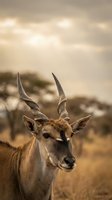 Male impala antelope portrait with curved horns in golden savanna light with acacia trees and dramatic cloudy sky background in African wilderness habitat.
