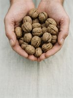 Male hands holding fresh walnuts in shell, suitable for organic food, nutrition, agriculture, and healthy eating concepts.