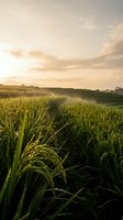 Golden sunset over lush green rice paddies with mature grain stalks ready for harvest in peaceful rural agricultural landscape for farming content.