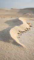 Gentle wave washing over sandy beach shore with small shells and seaweed scattered along the waterline, soft natural lighting creating peaceful coastal atmosphere for travel and nature designs.