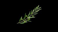 Olive branch with green leaves and small olives, isolated on transparent background, ready for stickers, T-shirt design, print on demand, and sublimation use.