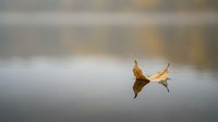 Single autumn leaf floating on calm water surface with soft bokeh background creating peaceful minimalist nature scene for meditation and tranquility concepts.
