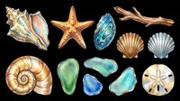Watercolor sea shells, starfish, abalone, sand dollar, driftwood and sea glass clipart set, isolated on transparent background, ready for stickers, t-shirt design, print on demand.