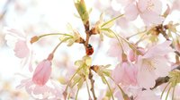 Delicate cherry blossom branch with soft pink petals and green foliage against blurred background, ideal for spring designs and nature-themed projects.