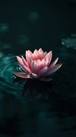 Pink lotus flower blooming on dark water surface with ripples creating serene zen atmosphere for meditation and wellness concepts.