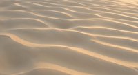 Golden sand dunes with rippled texture created by wind patterns in desert landscape. Natural abstract background with warm lighting and flowing curves.