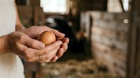 Farmer holding fresh brown egg in weathered hands against rustic barn background, agricultural production and organic farming concept.