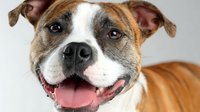Happy senior pit bull terrier dog with tongue out smiling at camera on white background. Friendly canine pet portrait for adoption campaigns.