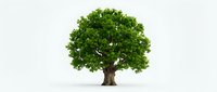 Single green tree with lush foliage isolated on white background for environmental design projects and nature concepts.
