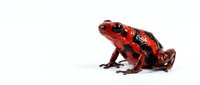 Red poison dart frog with black spots isolated on white background, suitable for educational materials, wildlife design projects, and nature publications.