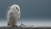 Fluffy white owl perched on weathered driftwood branch against moody gray sky background. Snowy owl with ruffled feathers in natural wildlife setting.