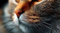 Close up macro shot of orange tabby cat nose and whiskers with shallow depth of field creating dreamy soft focus effect, showing detailed fur texture and sensory features.