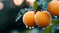 Fresh ripe apricots covered in morning dew drops against dark background, macro shot with bokeh effect shows juicy fruit texture and water droplets on surface.